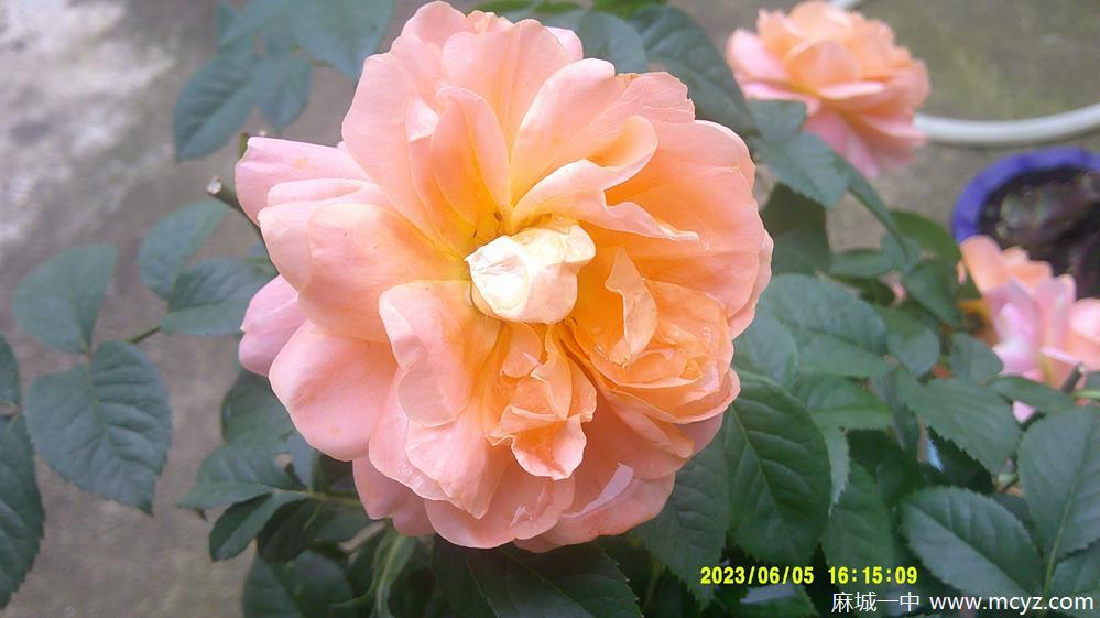 01621fbf9a0142ae98861c81b34d064b.jpg